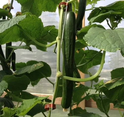european_cucumbers.JPG