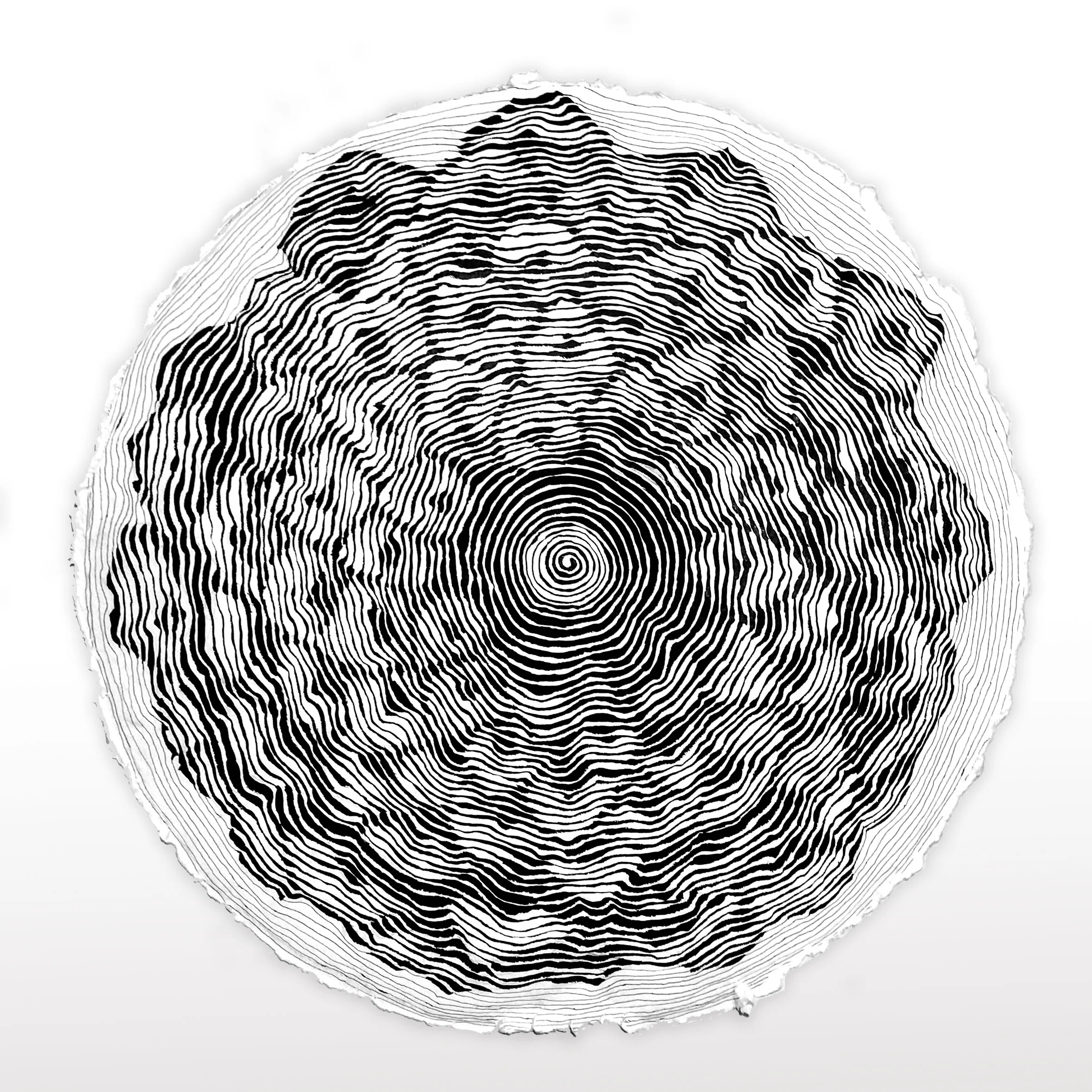 "Portrait of a Pinecone", 12, Ink on Paper