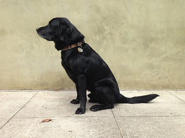 A study in brown and black.jpg