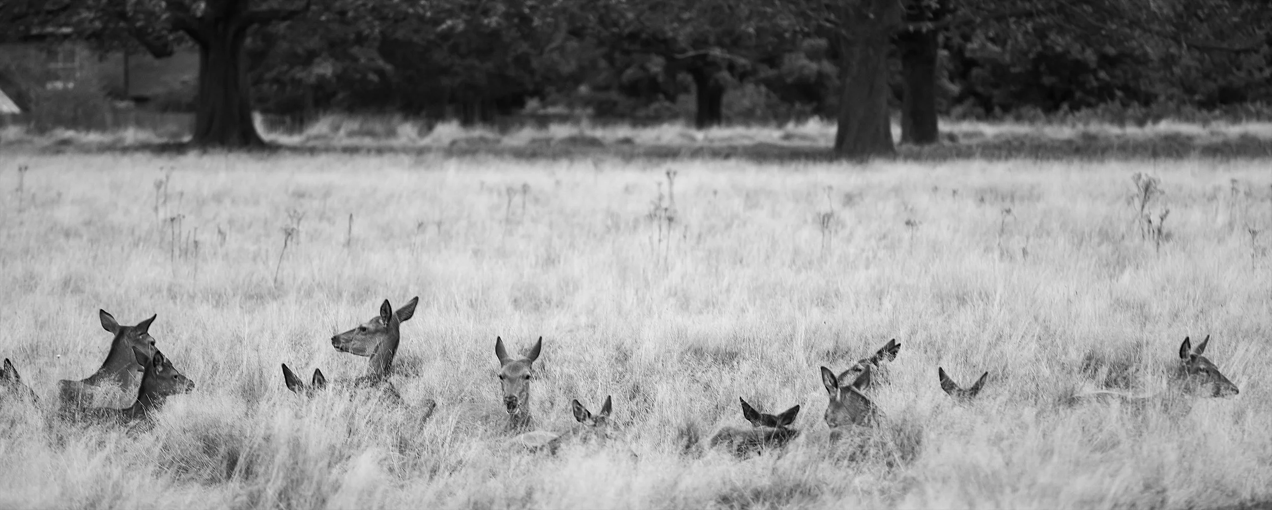 deer sharp.jpg