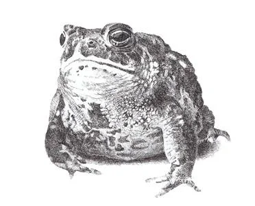 Sarah Kaizar: Endangered