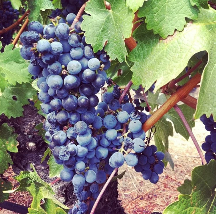 Andrea's Agenda: The Napa Valley