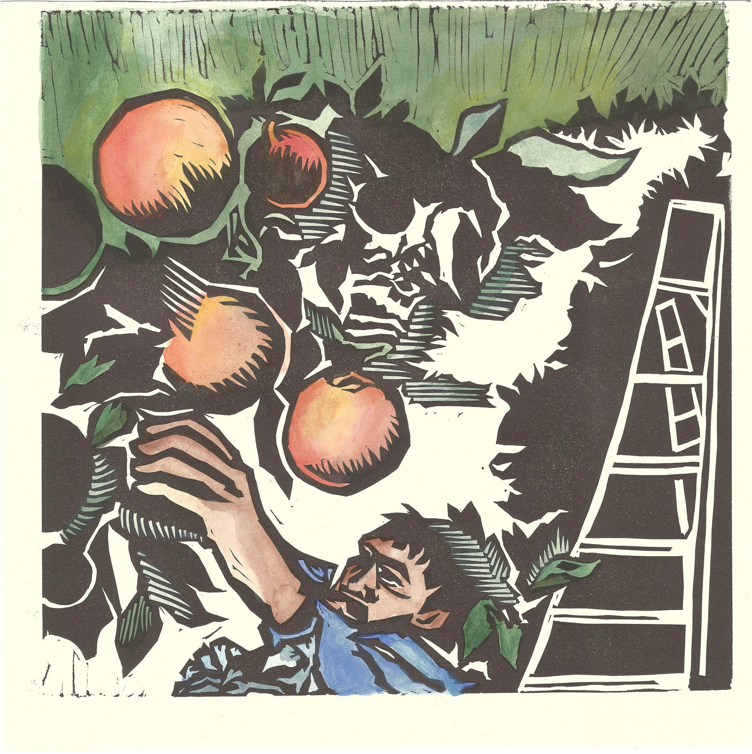 Peach Picker/California