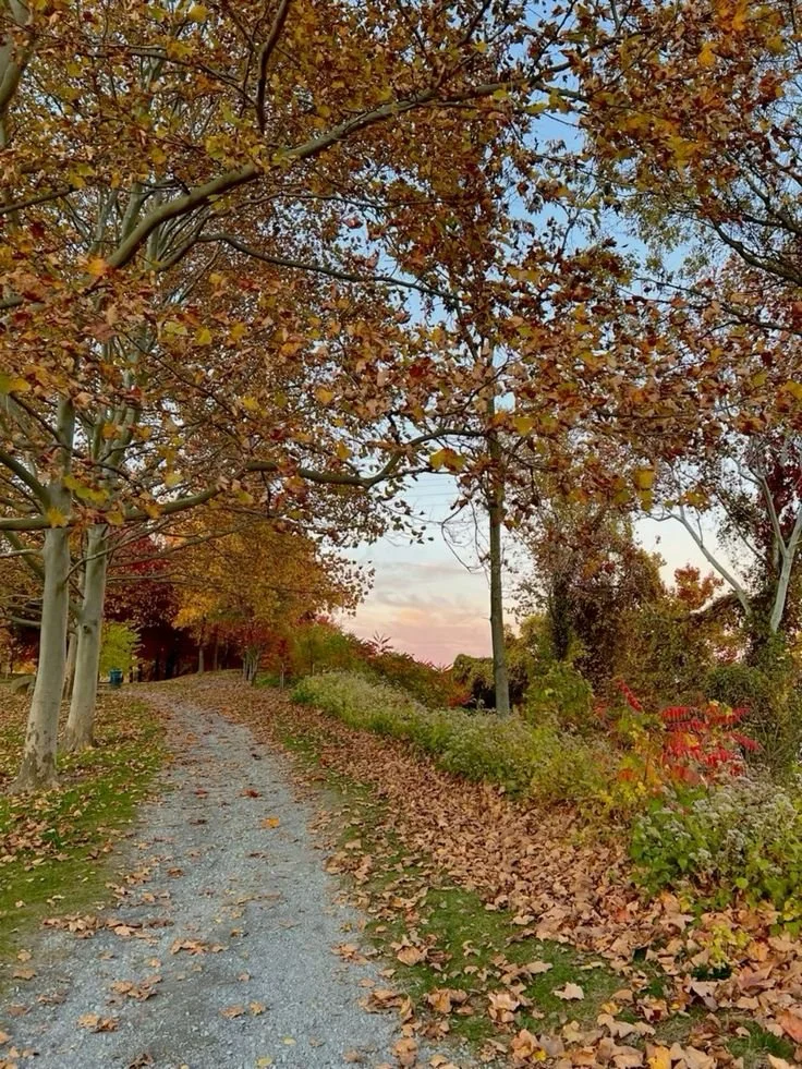 Creating a Wellness Routine as We Transition to Fall