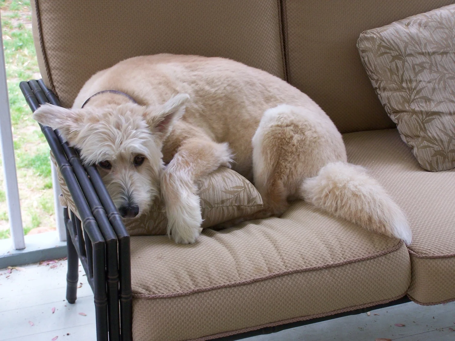 Her Name Was Lola. She Was a Good Girl.