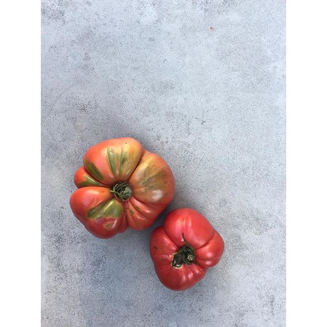Cheers to more of these beautiful and oh-so-delicious tomatoes coming our way tomorrow!