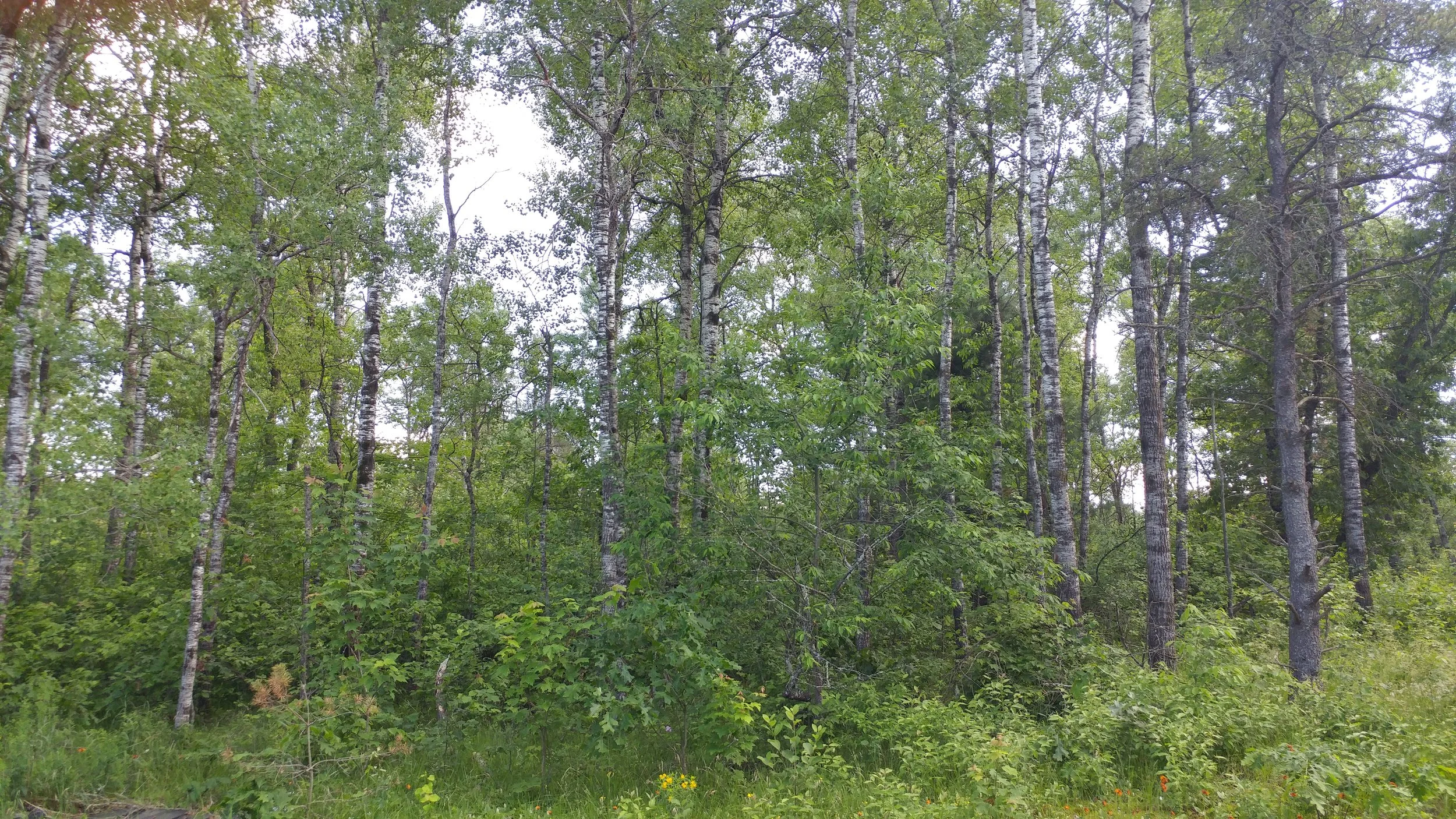 20170621_155536.jpg