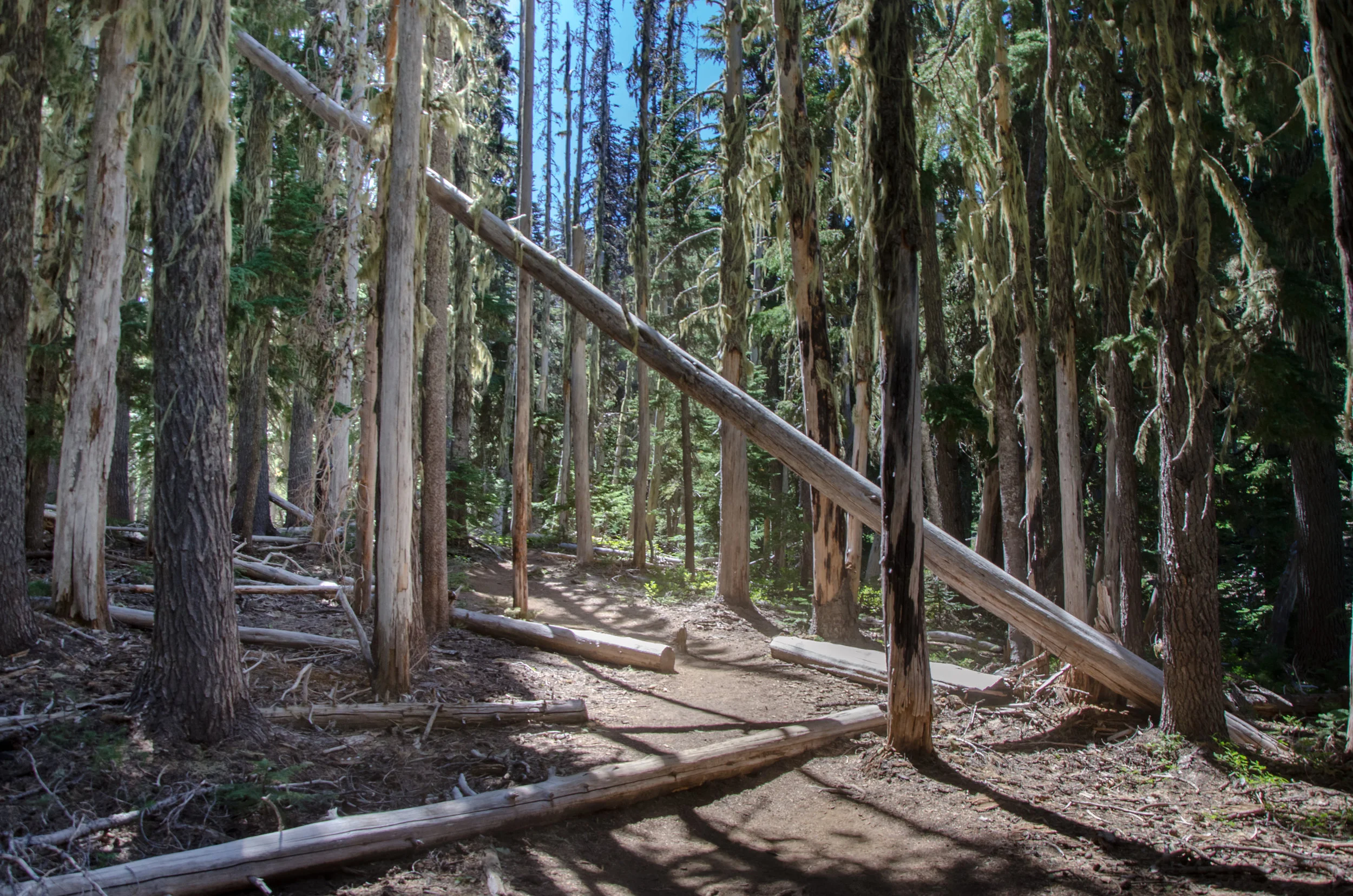 Between the Trees_.jpg