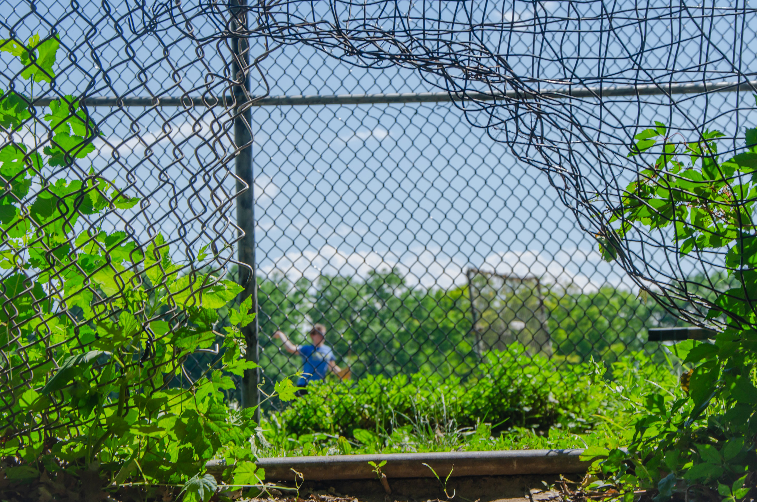 baseball through the fence - vc park.jpg