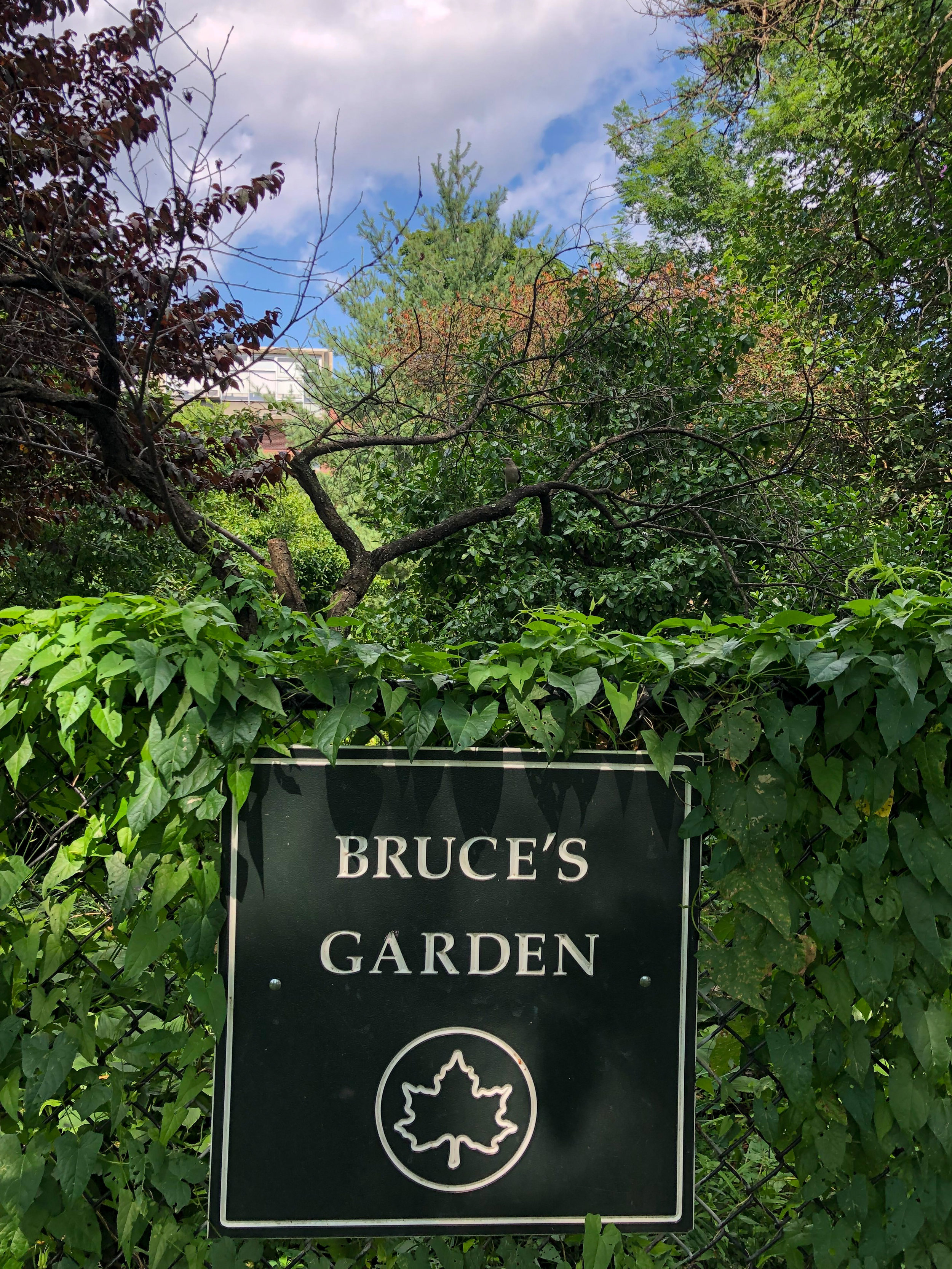 bruce's garden.jpg
