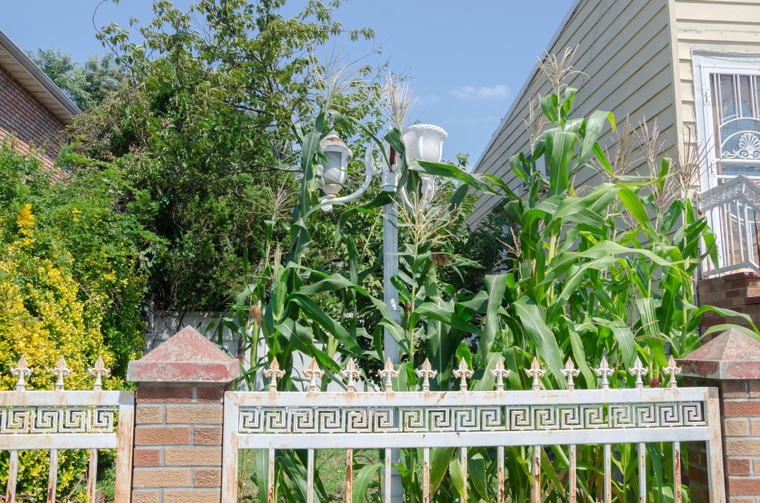 front yard corn?.jpg