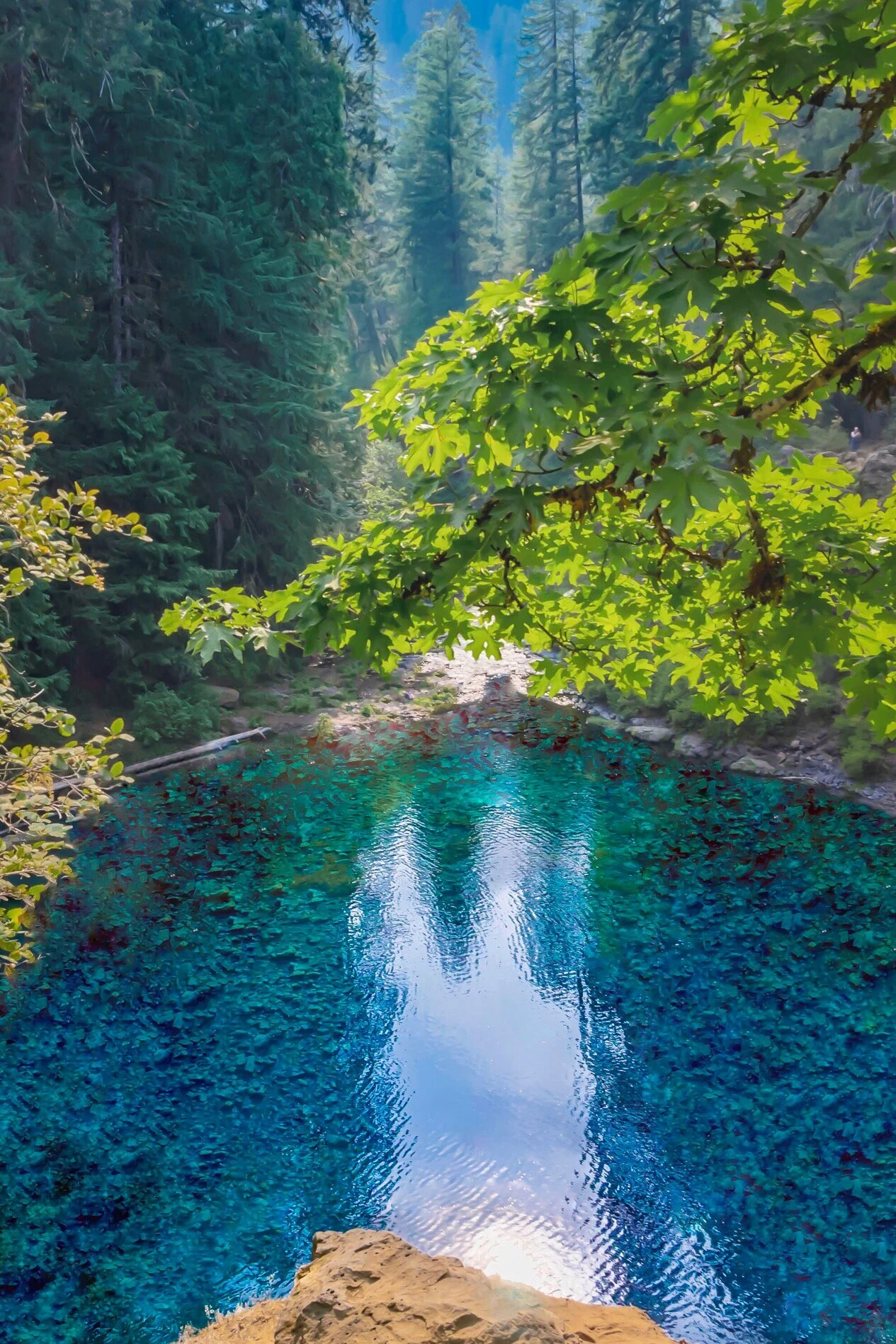Blue Pools, OR || August 2017
