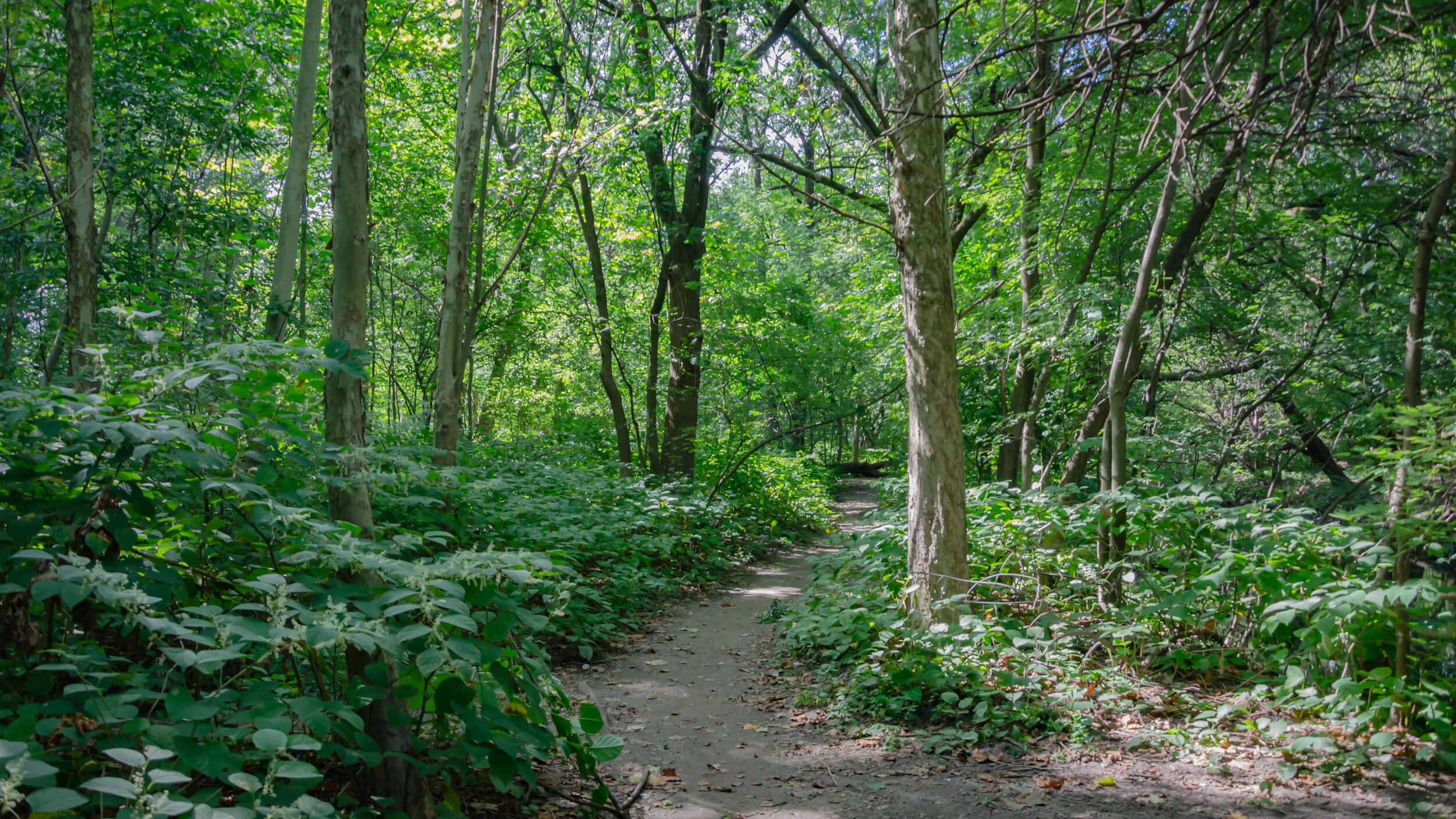 Bronx Woods hike path.jpg