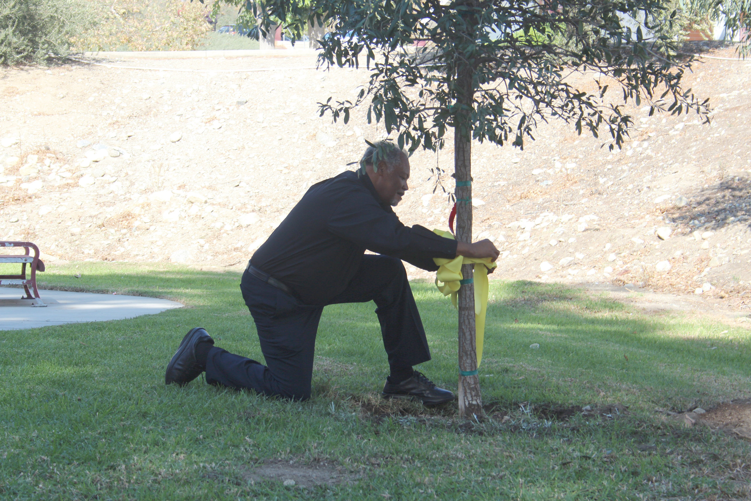 Dr. Henry Shannon tying a ribbon around the canyon oak tree dedicated to the veterans of Chaffey College. Photo by Brody Salazar.