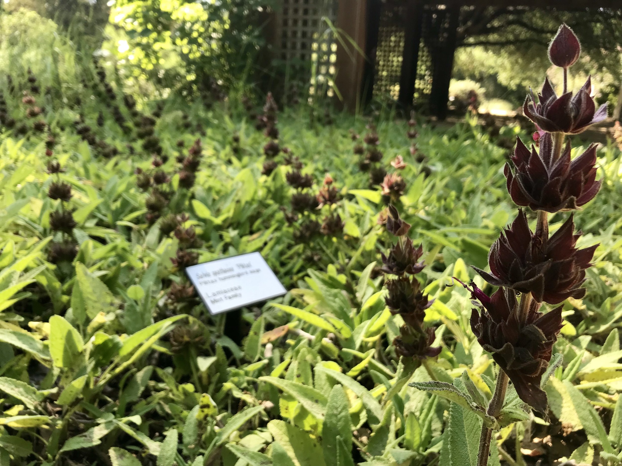 Blooming Flowers And Gifts Santa Ana Best Flower Site