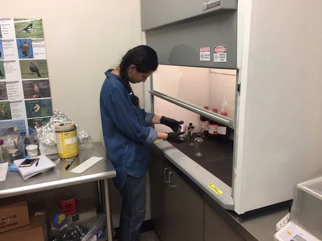 Ainaz carefully using tools in the lab. Photos courtesy of Ainaz Sharabyani.