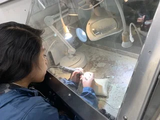 Nancy Granados using a tool to excavate a fossil from its jacket. Photos by Ryan Gibson.