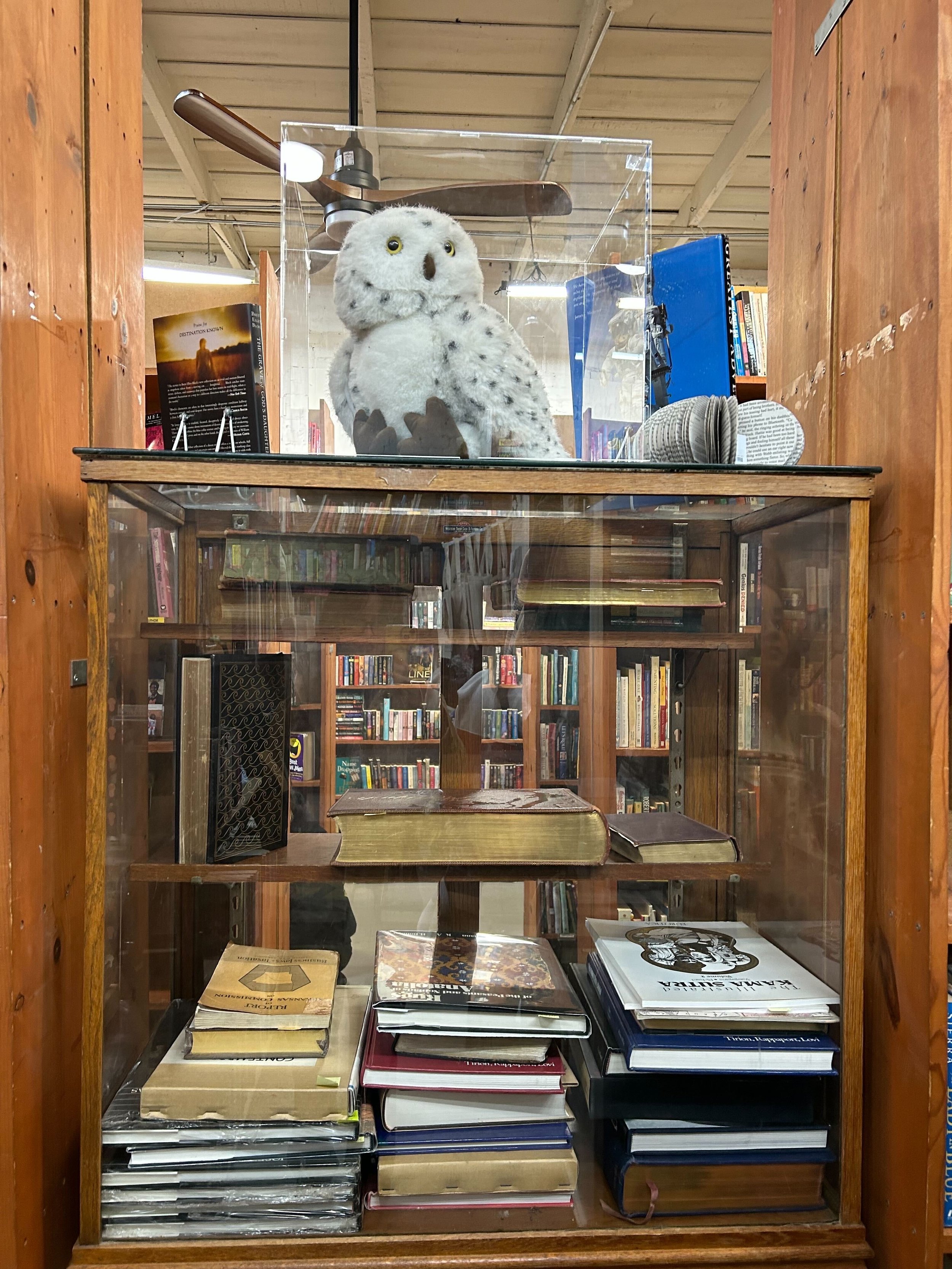 The "mascot" of the bookstore, the Owl on top of a glass case