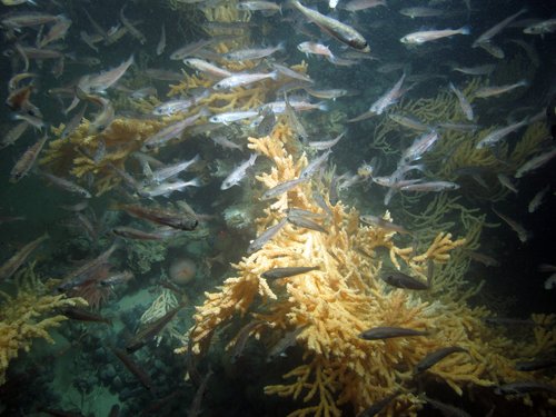 Habitat — U.S. Regional Fishery Management Councils
