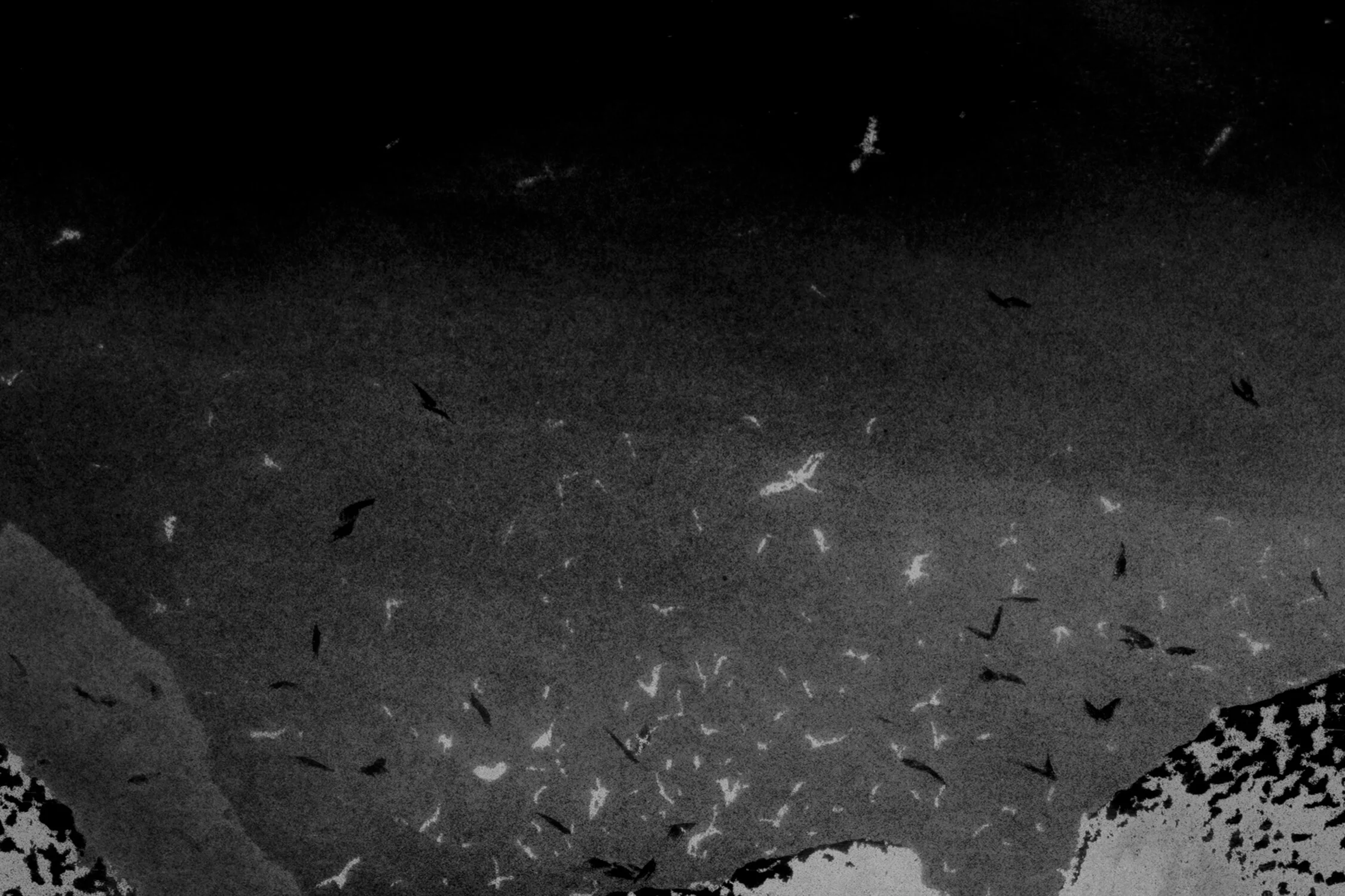 NA_01 final etching bkgrd chop cropgray invert 72ppi.jpg