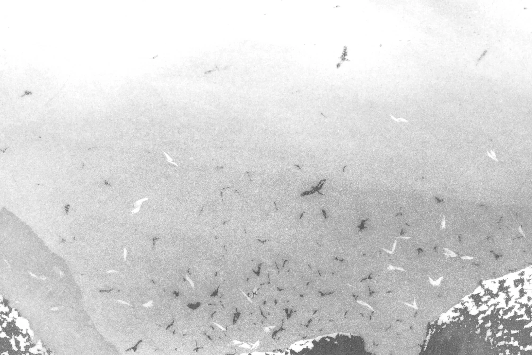 NA_01 final etching bkgrd chop cropgray 72ppi.jpg