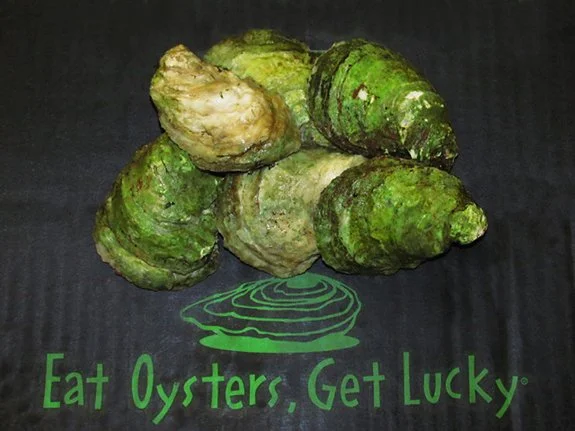 Christmas 2023 - Shipped Oyster Profile