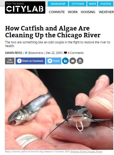 How Catfish and Algae are Cleaning Up the Chicago River Dawn Reiss