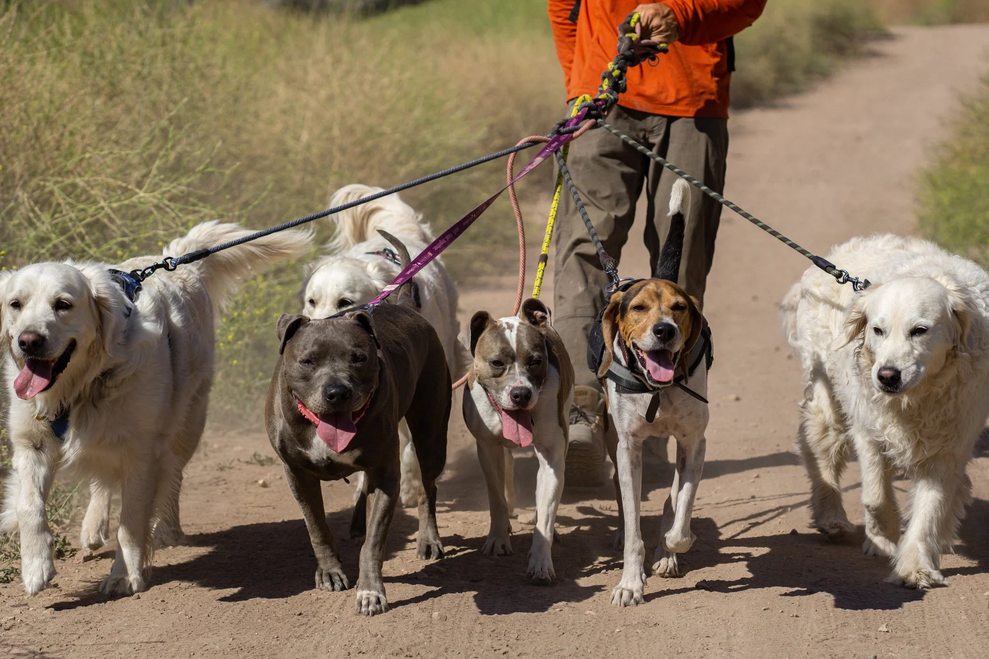 DanSmargPhotography.com-Backcountry-Adventure-Guided-Experience-Tours-pooch-Pals-Dog-Walking-04.jpg