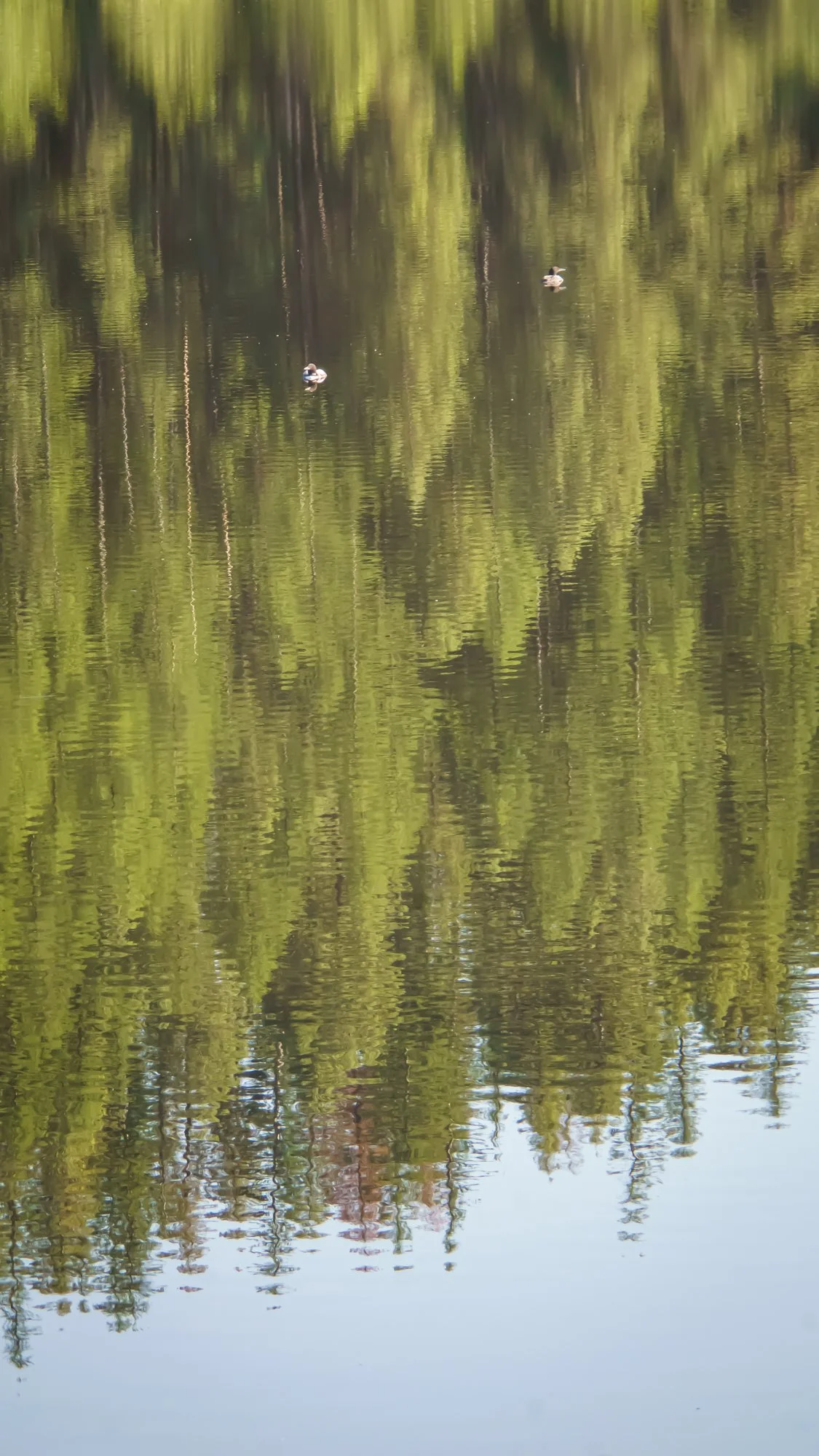 DanSmargPhotography.com-Active-Lifestyle-Photography-Whitefish-Montana-Spencer-Lake-Loons-3.jpg