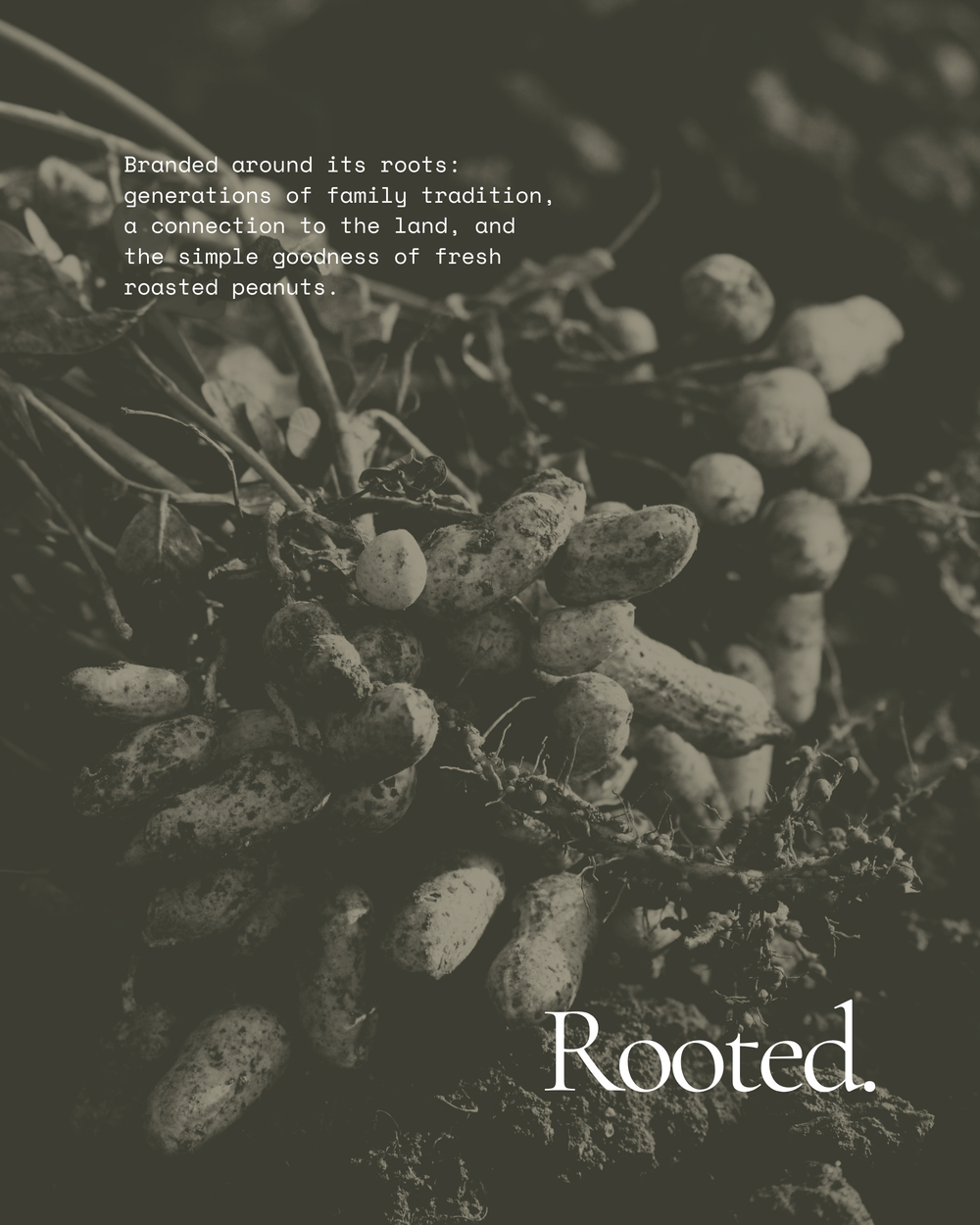 Sachs Peanuts — Rooted