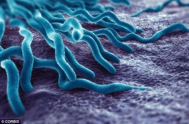Borrelia spirochetes