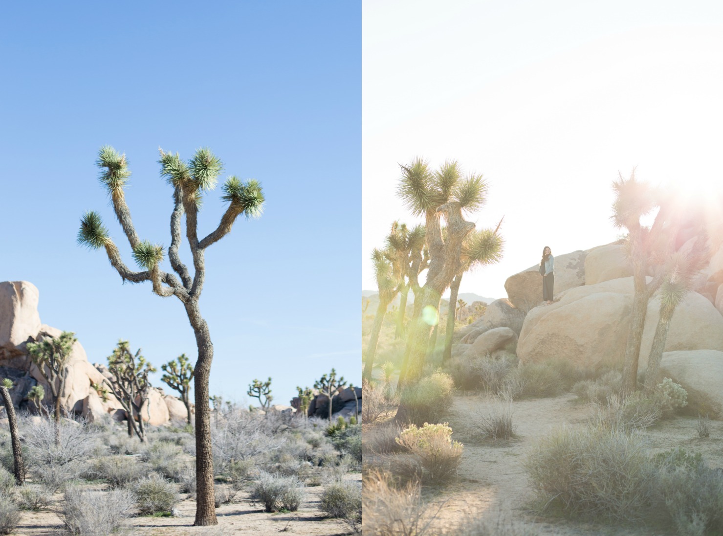 Joshua Tree Maternity photo Session.jpg