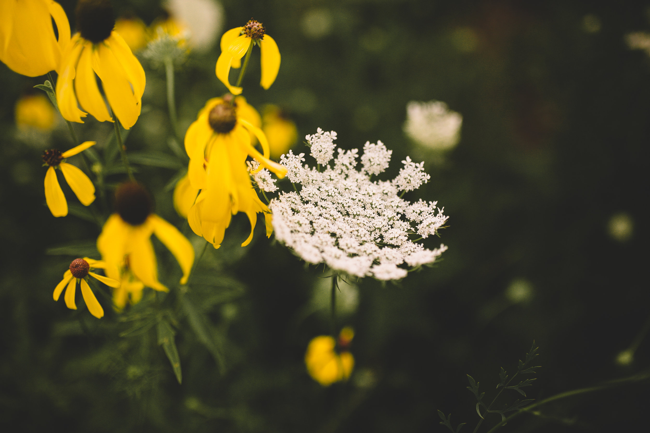 Golden Flower Field Mini Session Indianapolis IN (19 of 58).jpg