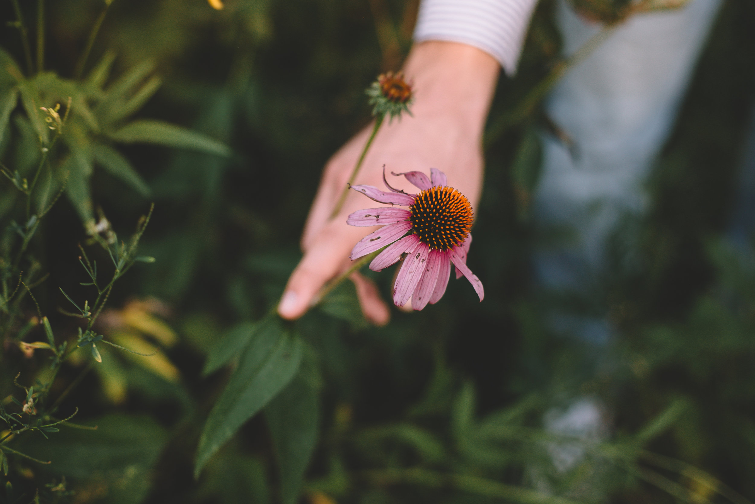 Golden Wildflower Field Engagement Photos Indianapolis, IN Again We Say Rejoice Photography  (31 of 83).jpg