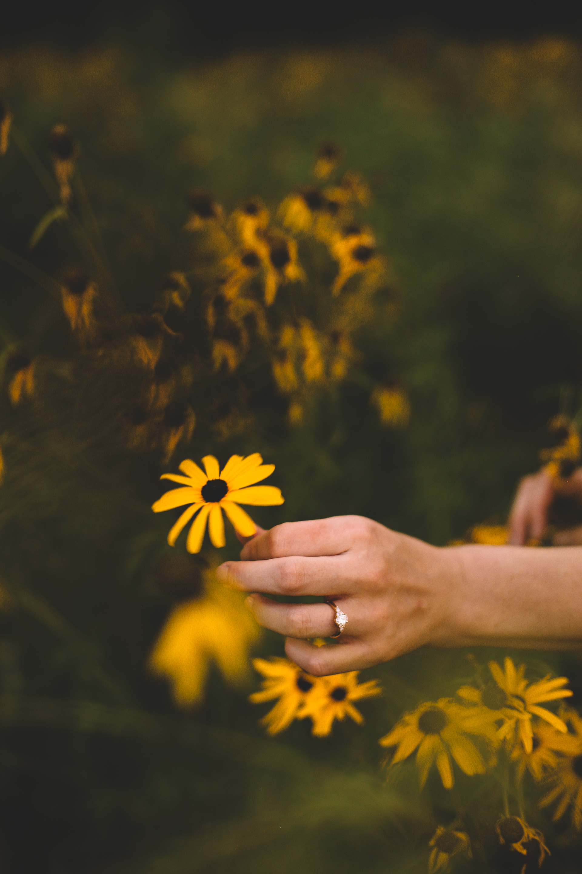 Golden Wildflower Field Engagement Photos Indianapolis, IN Again We Say Rejoice Photography  (48 of 83).jpg