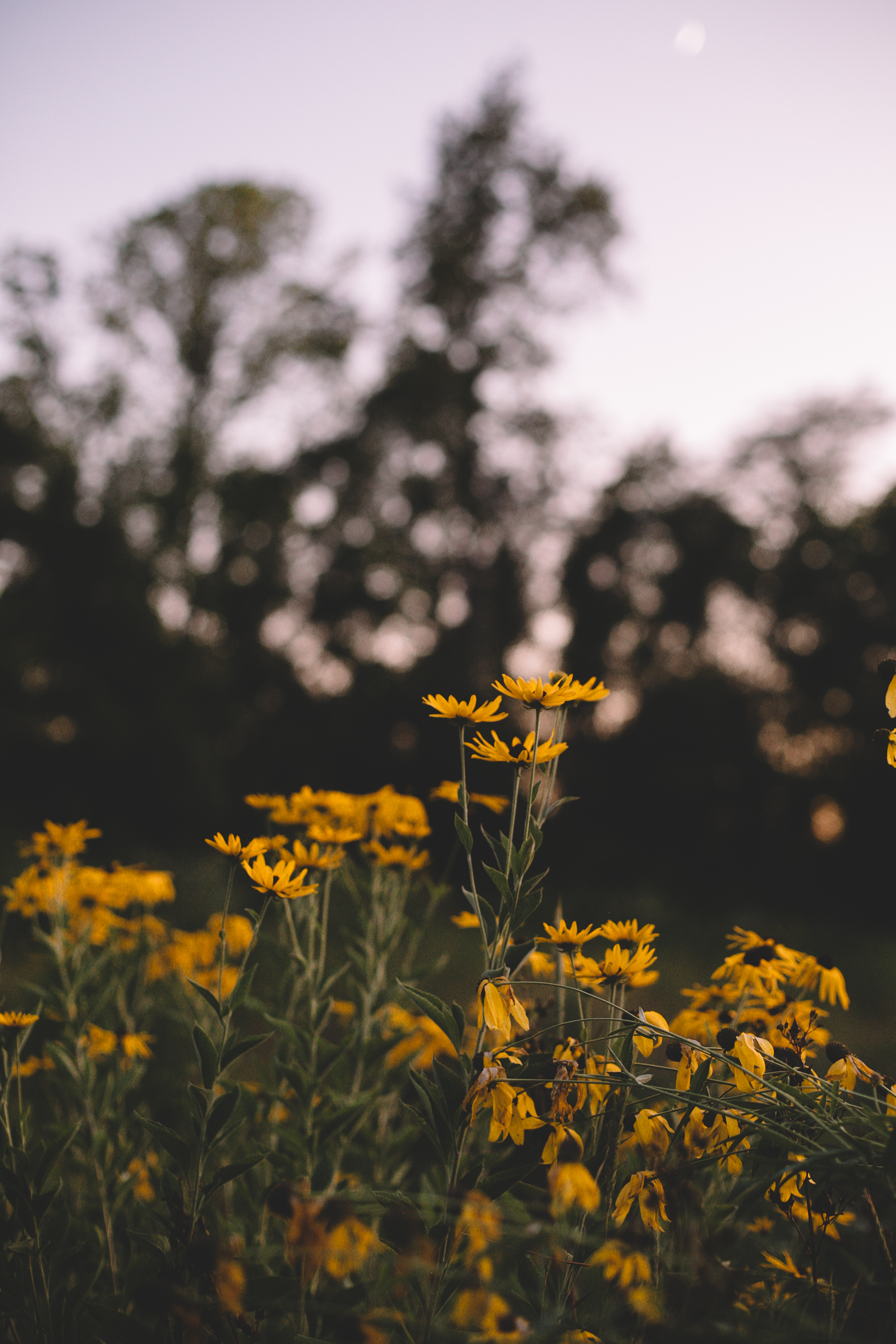 Golden Wildflower Field Engagement Photos Indianapolis, IN Again We Say Rejoice Photography  (54 of 83).jpg