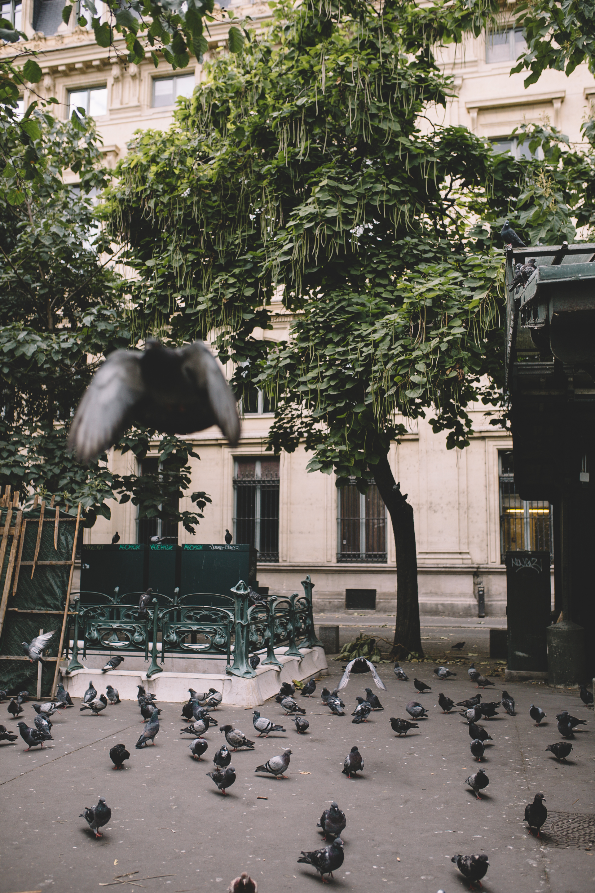 Bird Market and Streets Paris France  (8 of 10).jpg