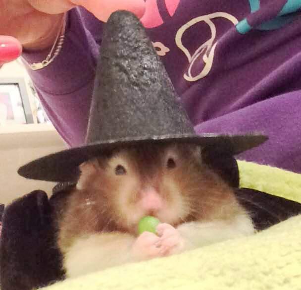 Poroto was last year’s adorable winner!