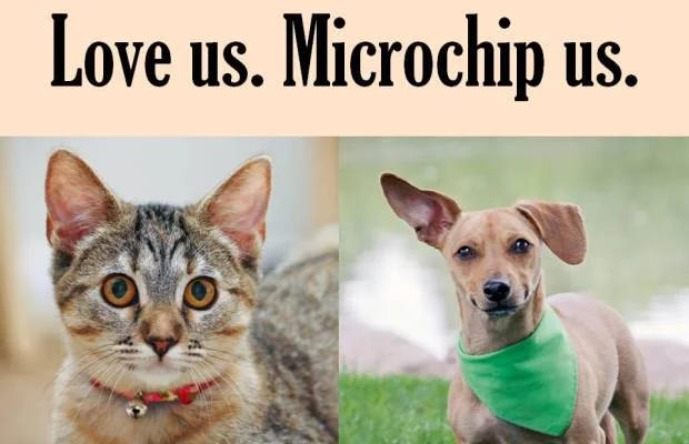 Did you know that July 4th is the one day that more pets go missing than any other? Protect your pets from becoming lost with a microchip. We are offering a 20% discount on microchips until July 3rd. Call our office today and set up a time to microchip your pets! (510)357-8574