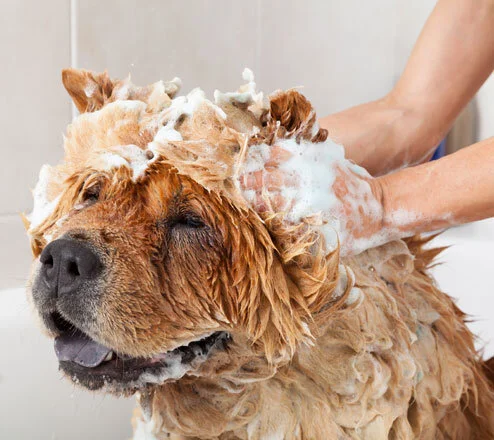 labradoodle shampoo