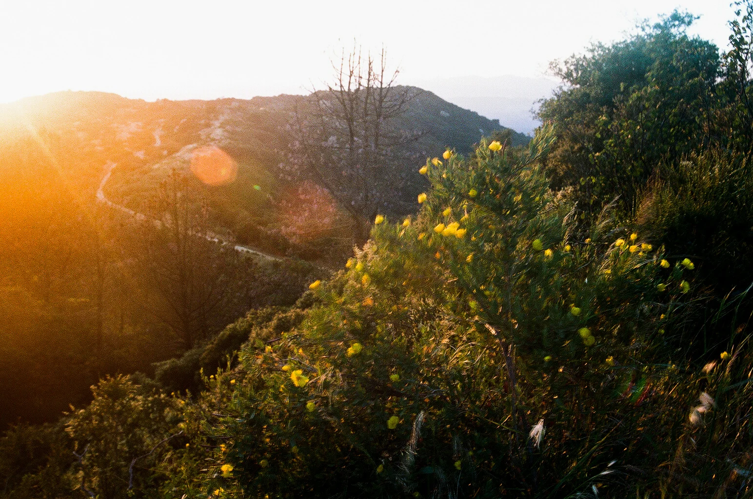 Wildflowers.
