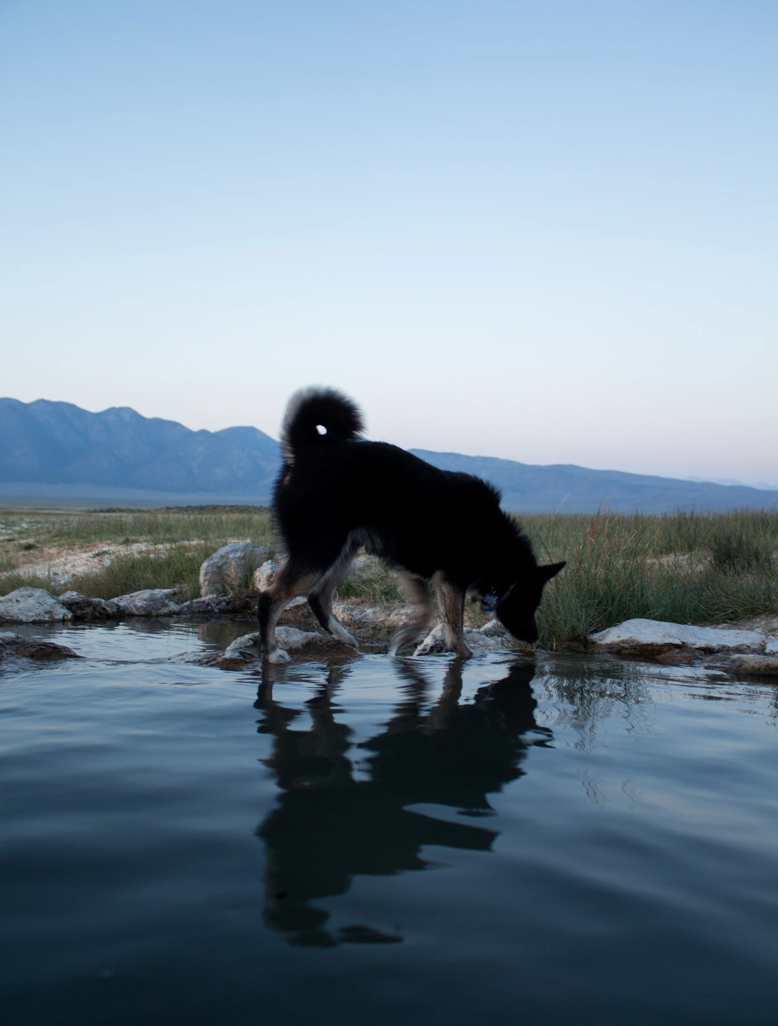 No this isn't a skunk, it's a mutt named Winston, Winny for short. He introduced himself by running full sprint at us and stomping all over our clean clothes. He was owned by a couple that worked in Mammoth and were frequent enjoyers of the hot spring. I don't think Winny stopped running the whole hour we were there.