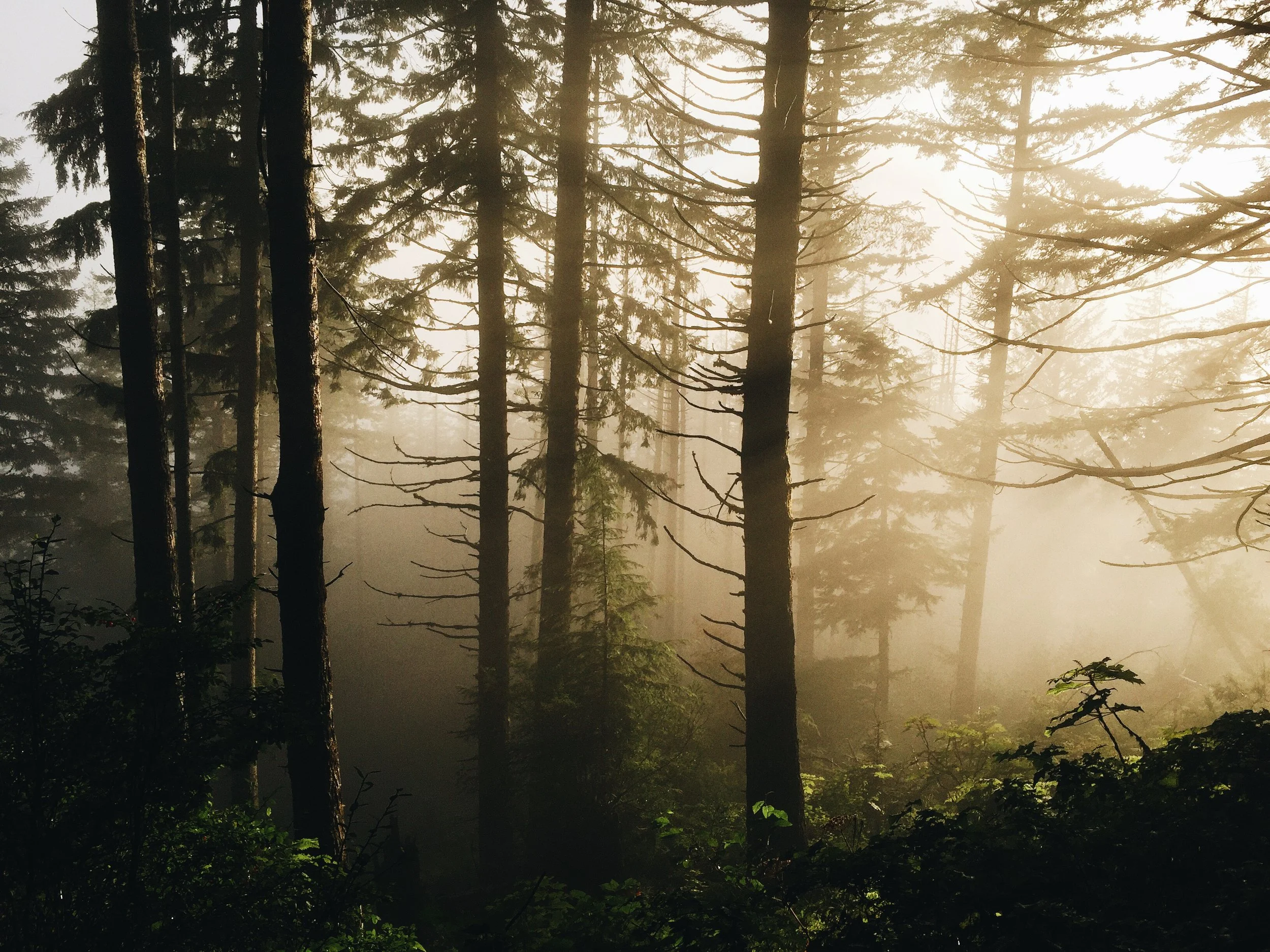 Hiking through western Oregon. 