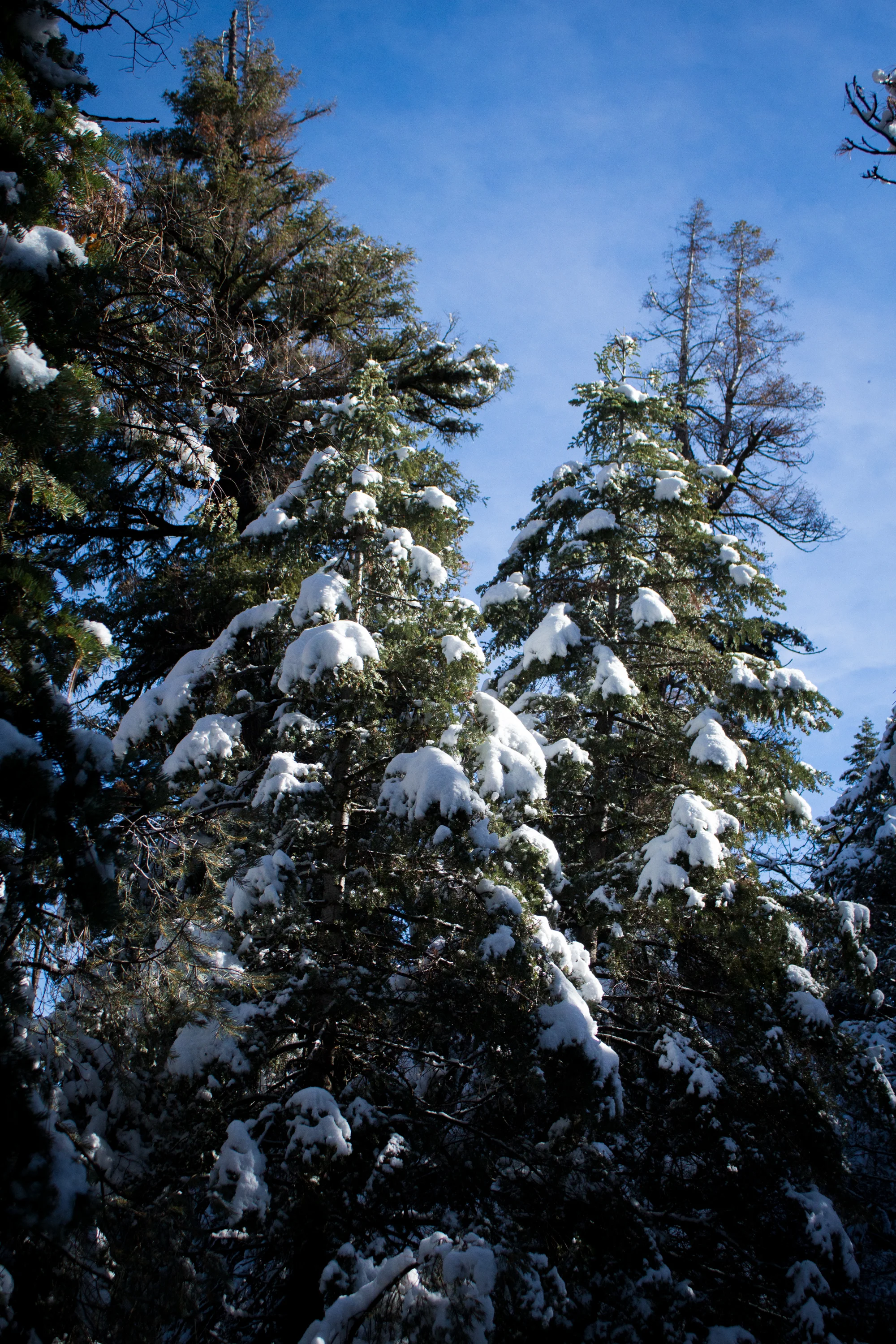 What did I learn from this day? Snow is fun. And you don't have to travel far to find what you're looking for. It may just be right in your backyard.