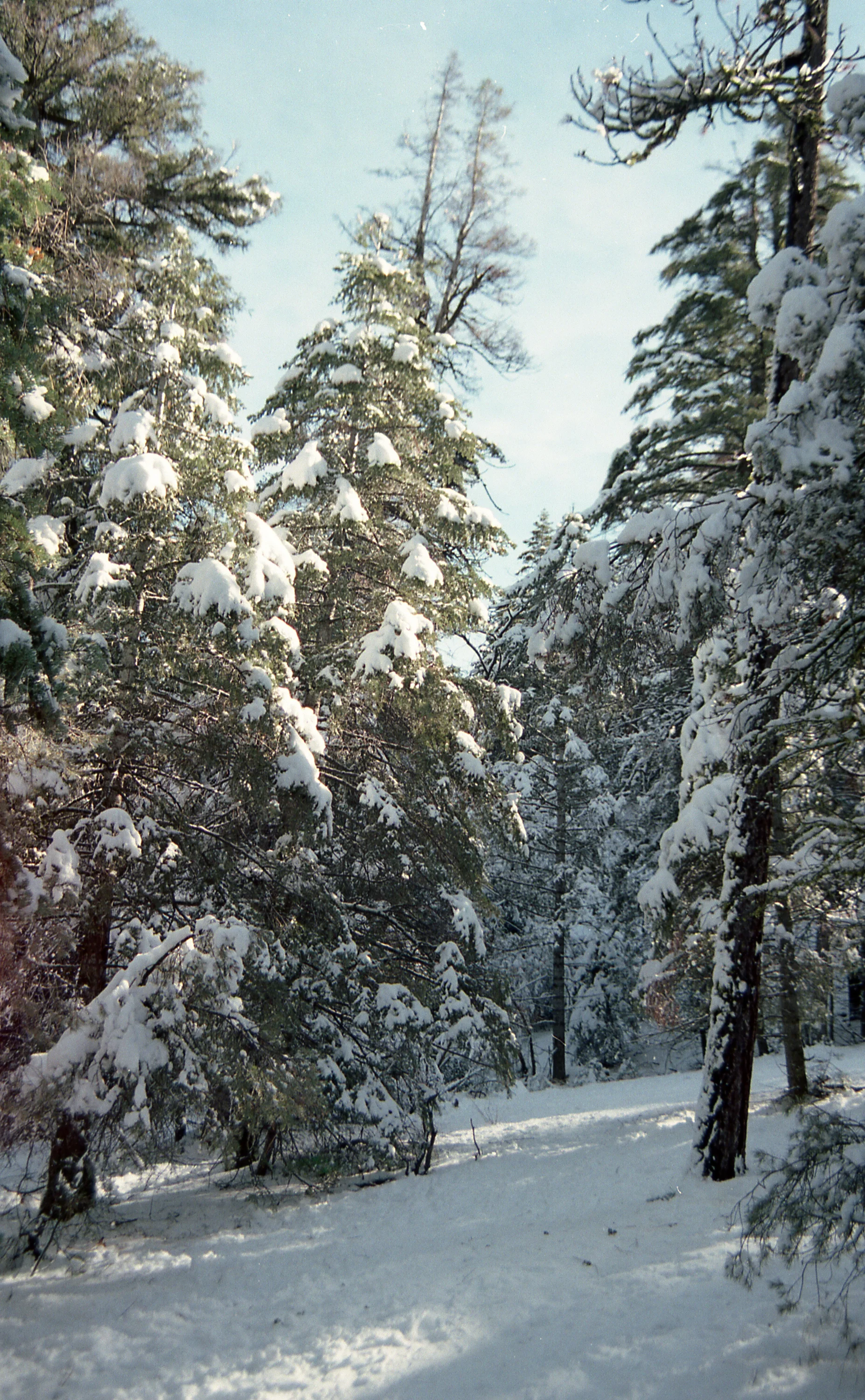 Frolicking in the snow, a few days after Christmas.