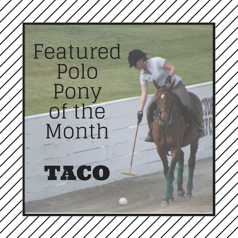 Polo Pony of the Month: Taco
