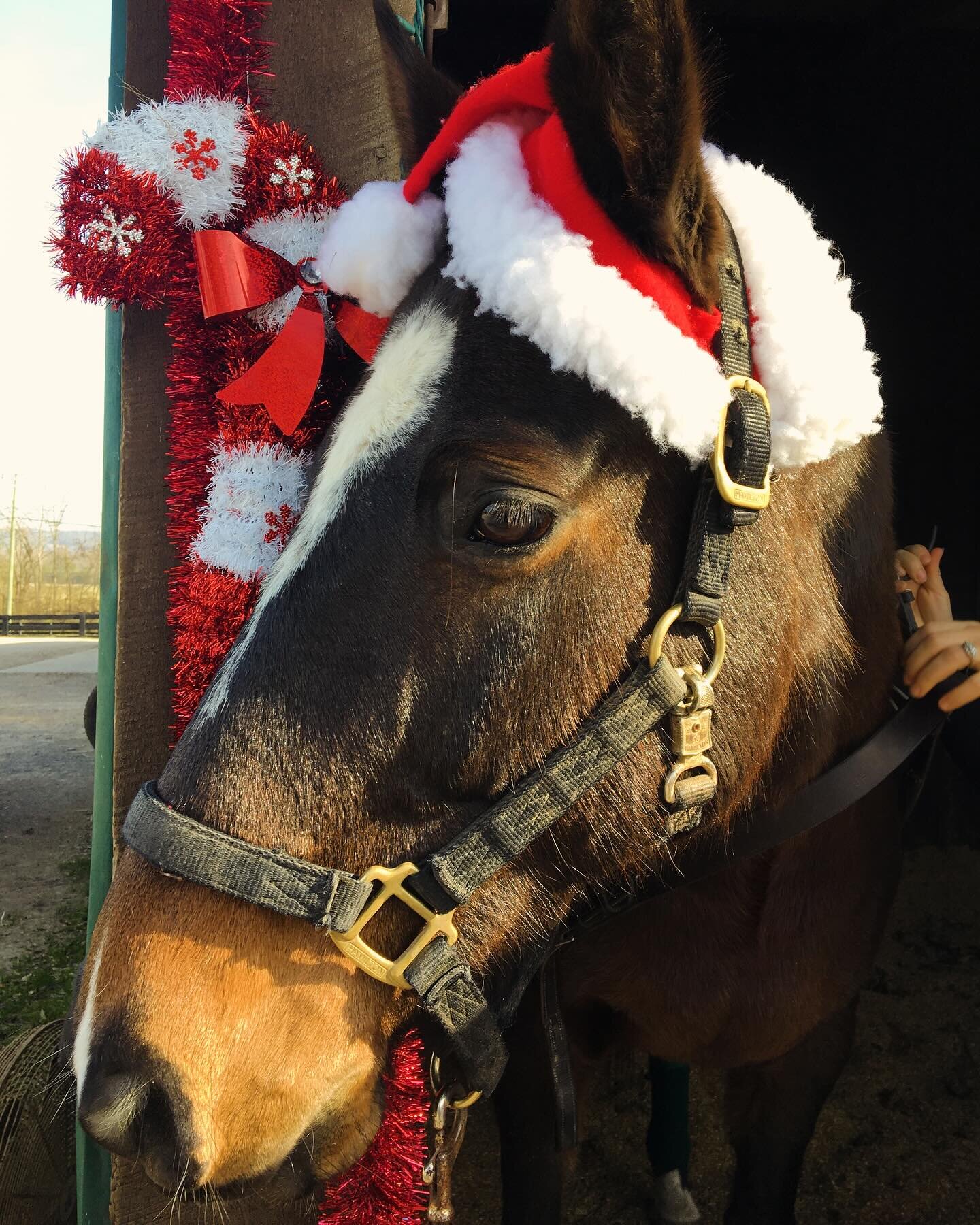 Christmas time at the polo barn! 🎄❤️🐴 #polo #polopony #horselove #barnlife #christmashorse #christmasmood