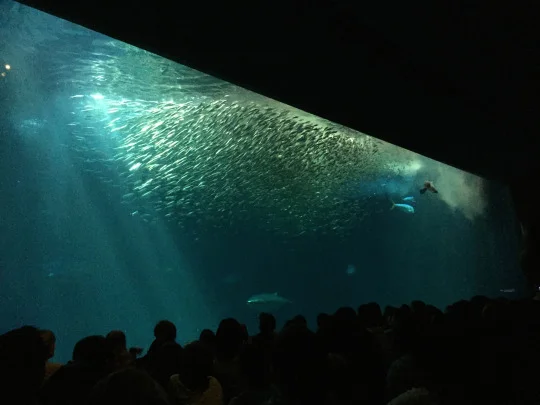 Sardines are incredible