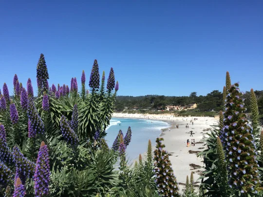 Carmel Beach