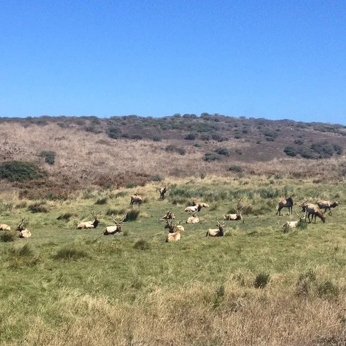 Tule Elk Reserve